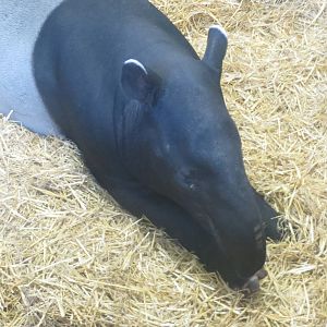 Malayan Tapir 240815