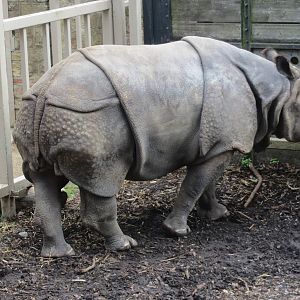 Indian Rhinoceros 240815