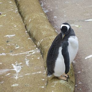 Gentoo Penguin 240815