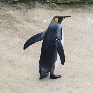 King Penguin 240815