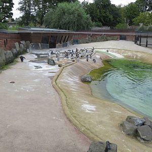 Penguin Pool 240815