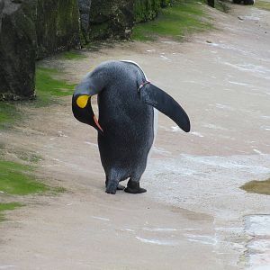 King Penguin 240815