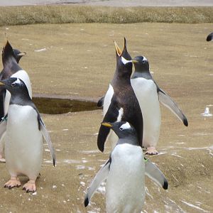 Gentoo Penguins 240815