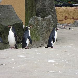 Rockhopper Penguins 240815