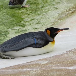 King Penguin 240815