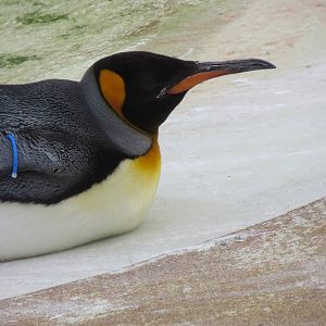 King Penguin 240815