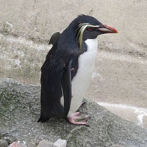 Rockhopper Penguin 240815
