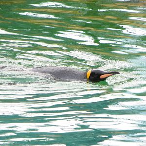 King Penguin 240815
