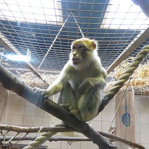 Barbary Macaque 240815