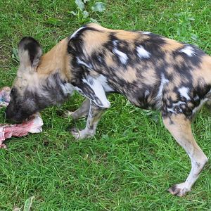 African Hunting Dog 240815