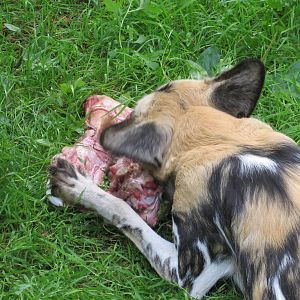 African Hunting Dog 240815