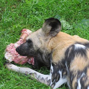African Hunting Dog 240815