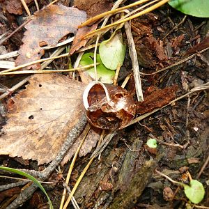Shell of Copse snail (Arianta arbustorum) eaten by thrush