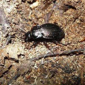 European ground beetle (Carabus nemoralis)