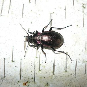 European ground beetle (Carabus nemoralis)