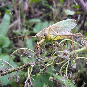 Upland green bush cricket (Tettigonia cantans), male
