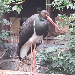 Black Stork 090815