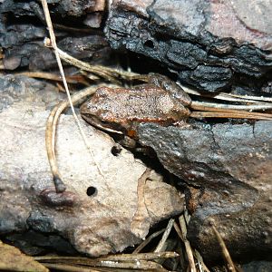 Moor frog froglet