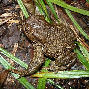 Common toad