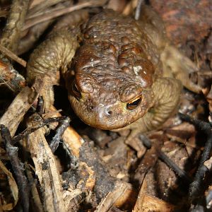 Common toad