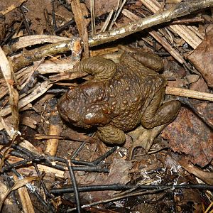 Common toad