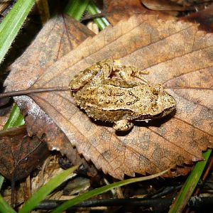 Three-legged Common frog froglet
