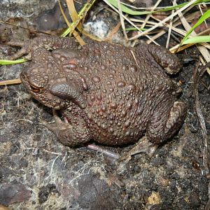 Common toad (Bufo bufo)