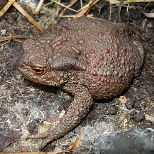 Common toad