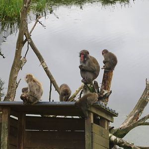 Japanese Macaques 250815