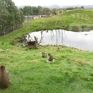 Japanese Macaques 250815