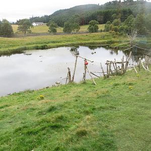 Japanese Macaques 250815