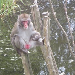 Japanese Macaque 250815