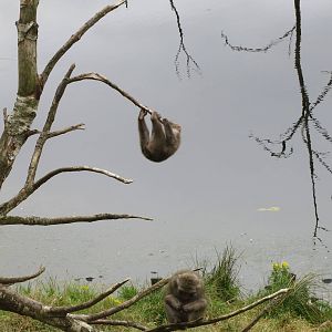 Japanese Macaques 250815
