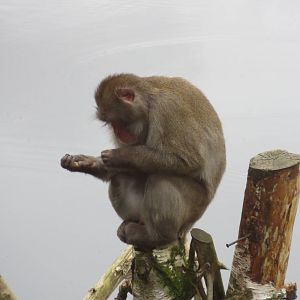 Japanese Macaque 250815