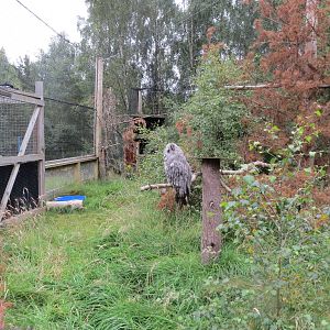 Great Grey Owl aviary 250815