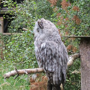 Great Grey Owl 250815