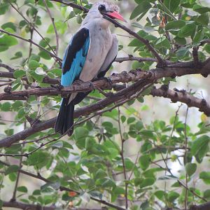 Woodland kingfisher