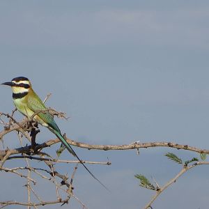 White-throated bee-eater