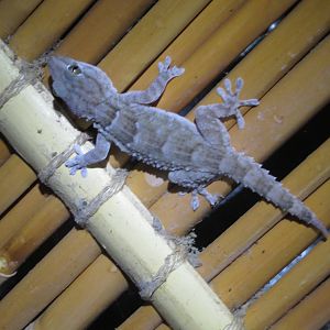Gecko spec.
