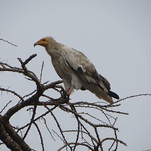Egyptian vulture