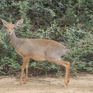 Salts dikdik