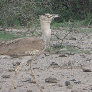 Kori bustard