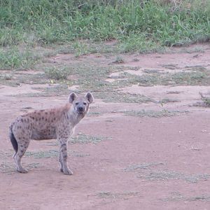Spotted hyena