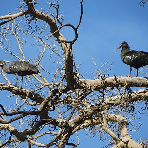 Wattled & hadada ibis
