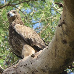 Tawny eagle