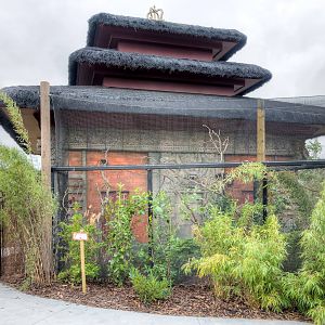Yellow-Backed Chattering Lory Aviary