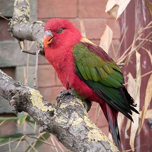 Yellow-Backed Chattering Lory