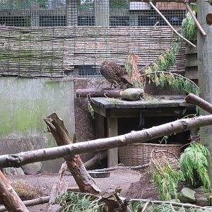 Satyr Tragopan 250815