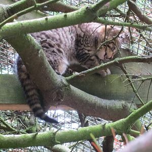 Scottish Wildcat 250815