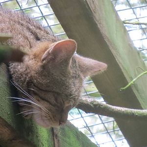 Scottish Wildcat 250815